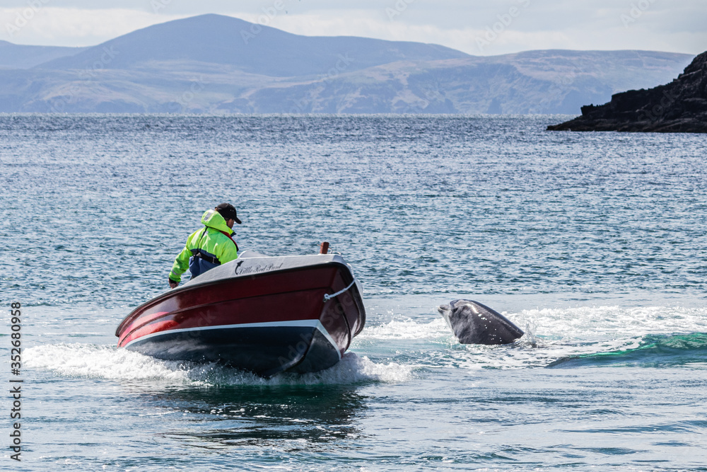 Fungie -The Dingle Dolphin- resident in Dingle Harbour since 1983