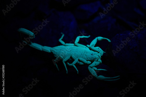 Arizona Bark Scorpion (Centruroides sculpturatus) under UV light © RICHARD