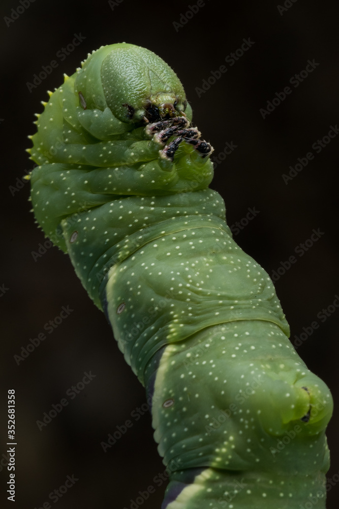 Fototapeta premium Rustic Sphinx Moth (Manduca rustica) Caterpillar