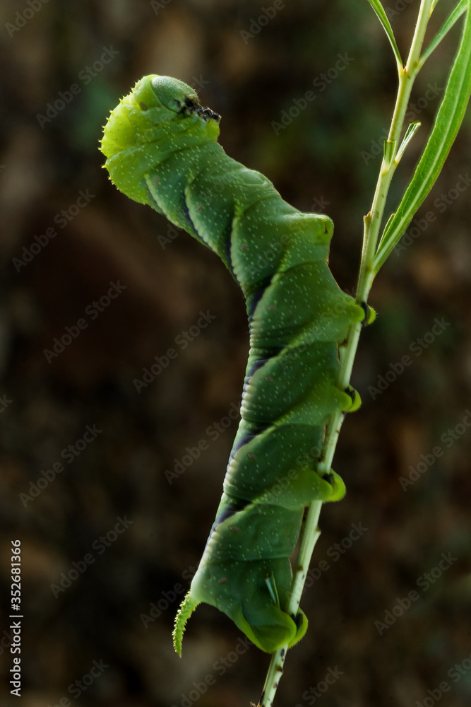 Fototapeta premium Rustic Sphinx Moth (Manduca rustica) Caterpillar