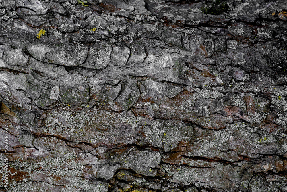Background, bark texture, in dark colors, bark structure Background, bark texture, in dark colors, bark structure