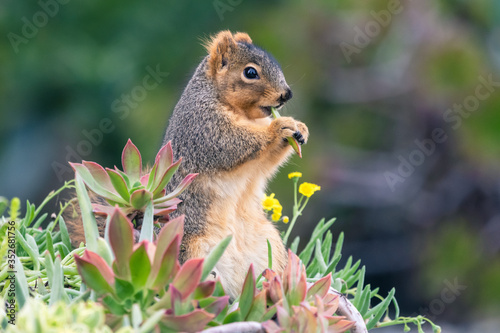 Squirrel Eating Succulents
