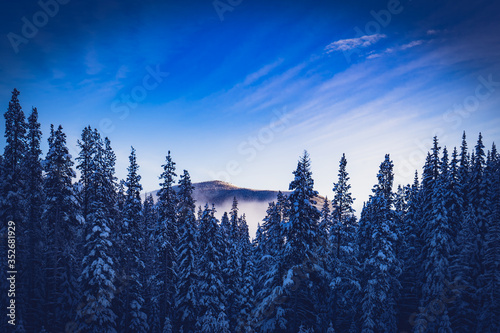 Fototapeta Naklejka Na Ścianę i Meble -  A blue mountain view thought snow-covered tree's at Apex mountain