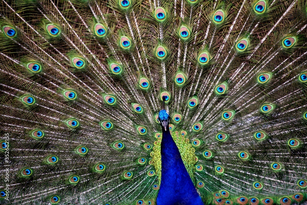 Obraz premium Próżny i pewny siebie kolorowy paw