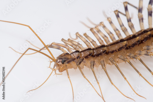 House Centipede (Scutigera coleoptrata) © RICHARD