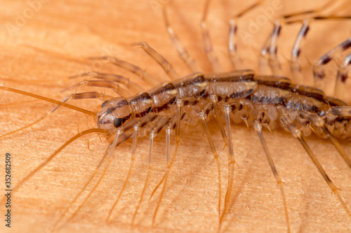 House Centipede  Scutigera coleoptrata 