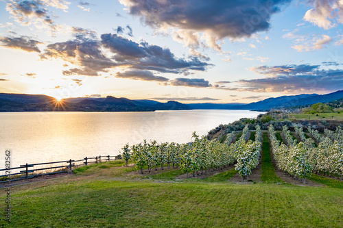 Warm sky's over an orchard in Penticton bc. photo