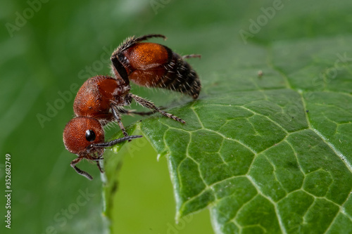 Red Velvet Ant (Dasymutilla occidentalis)