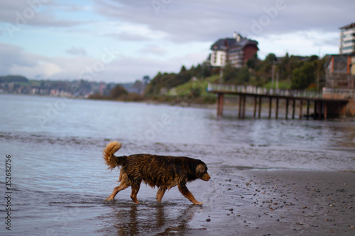 wet dog