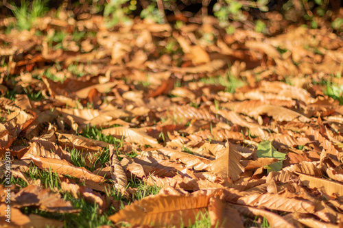 fall leaves