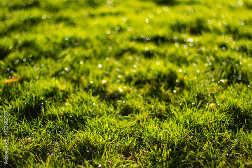 grass bokeh