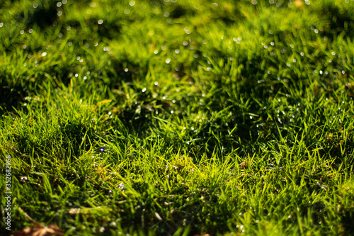 grass bokeh