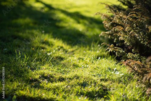 grass bokeh