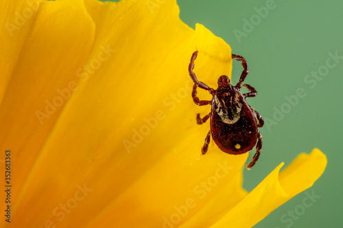 American Dog Tick (Dermacentor variabilis)