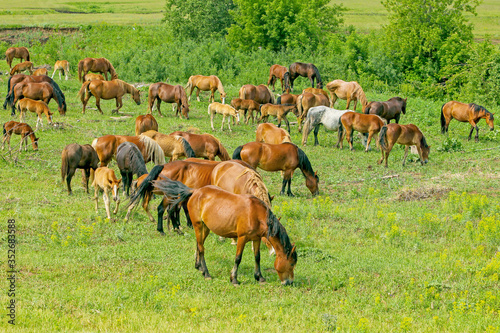 a herd of horses graze on a green meadow