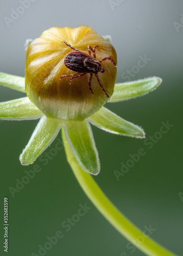 American Dog Tick (Dermacentor variabilis)