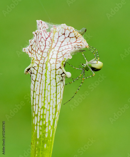 Green Lynx Spider (Peucetia viridans) on Pitcher Plant (Sarracenia sp.) photo