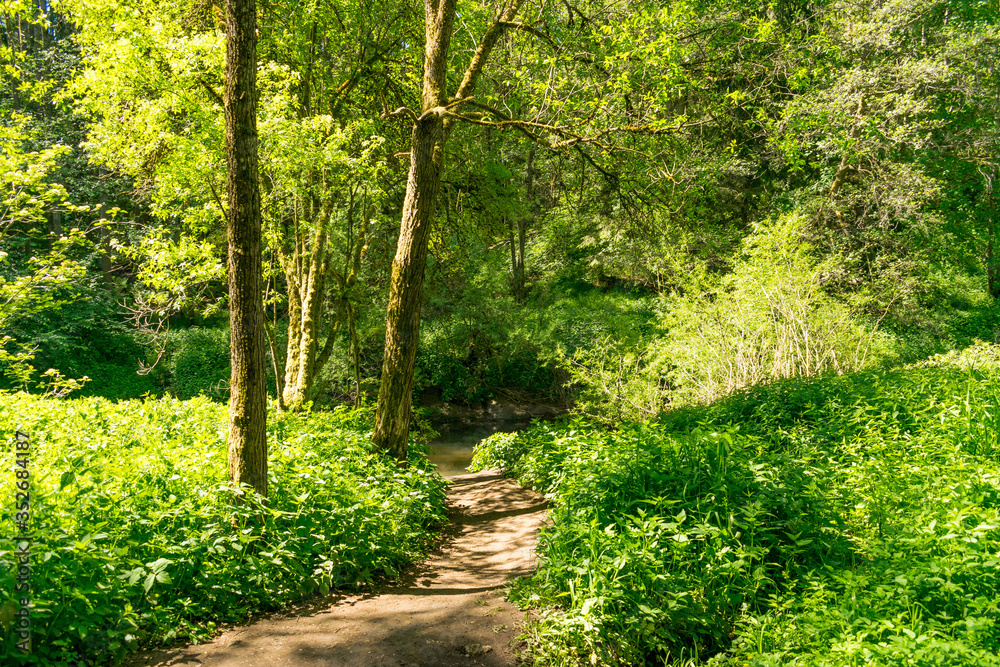Die Schwarzachschlucht zwischen Feucht und Schwarzenbruck in der Nähe von Nürnberg bietet einen schönen Wanderweg. Der Weg führt durch den grünen Mischwald. Die Schwarzachschlucht zwischen Feucht und Schwarzenbruck in der Nähe von Nürnberg bietet einen schönen Wanderweg. Der Weg führt durch den grünen Mischwald.