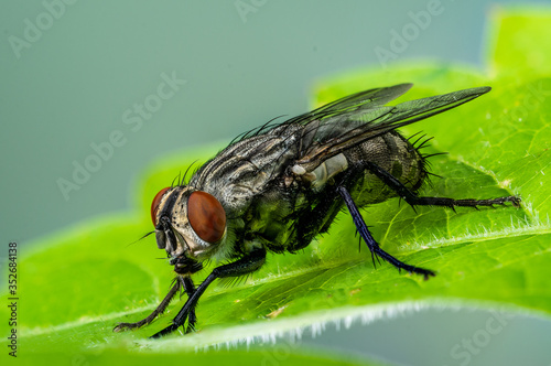 Cluster Fly (Pollenia sp.), Dunwoody, GA