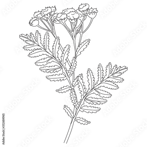 Tansy or daisy flower. Botanical illustration