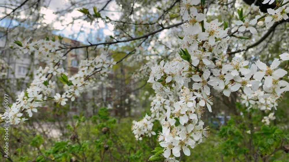 blossoming cherry or apple tree on a background of young greenery on bushes and an apartment building blossoming cherry or apple tree on a background of young greenery on bushes and an apartment building