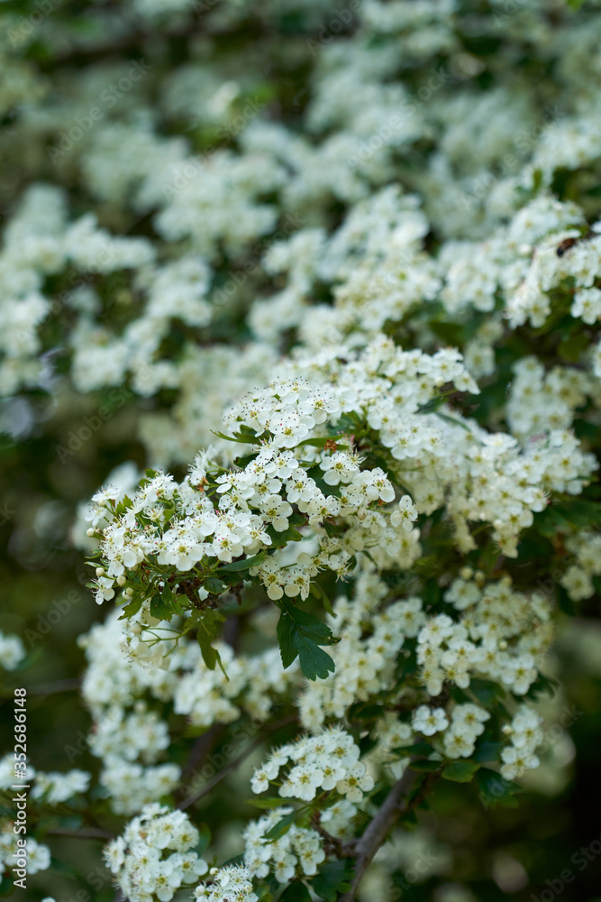 Hawthorn flowers in closeup Hawthorn flowers in closeup