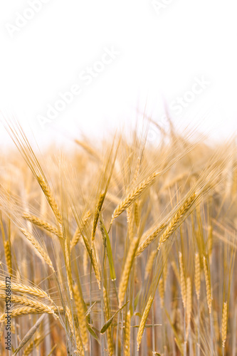 Close-up of rye ears. Rye field on a summer day. Nahaufnahme von Roggen  hren. Roggenfeld an einem Sommertag.