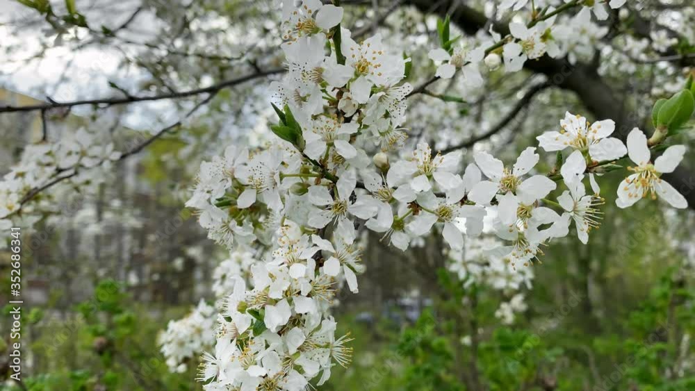 the tree blooms with white large flowers on all branches. in the background is a residential building. the tree blooms with white large flowers on all branches. in the background is a residential building.