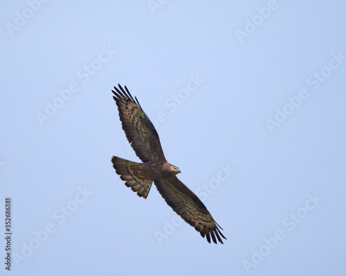 Hawk gliding on clear sky
