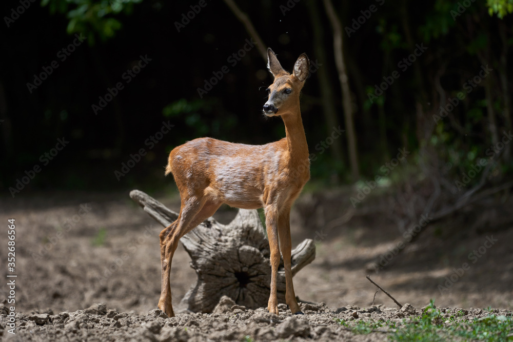 Young roe deer female