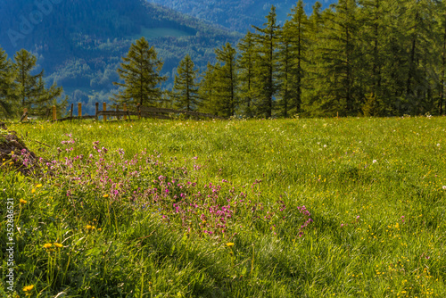 Bergwiese mit Blumen und L  rchenwald