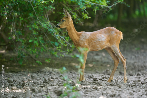Young roe deer female © Xalanx