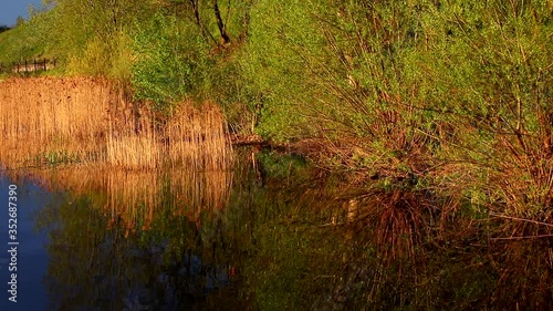 View from the water to the green Bank overgrown with bushes and tall grass illuminated by the morning light.A Golden gleam on a mirror reflection in the purest, calm water.Serene dawn.Russia