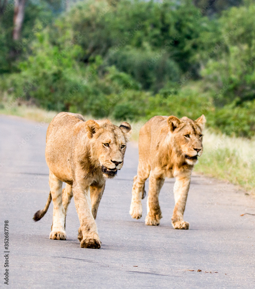 Lions forming a roadblock in the Kruger Park. Lions forming a roadblock in the Kruger Park.