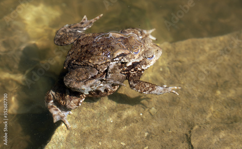 Brown frogs in the water
