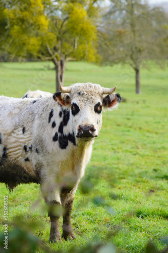 Animal ferme vache 360