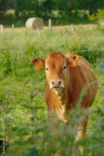 Animal ferme vache 361