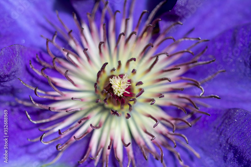 Beautiful macro on a purple clematis
