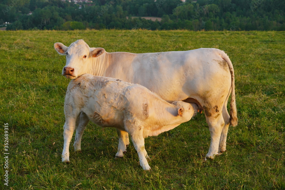 Animal ferme vache 366