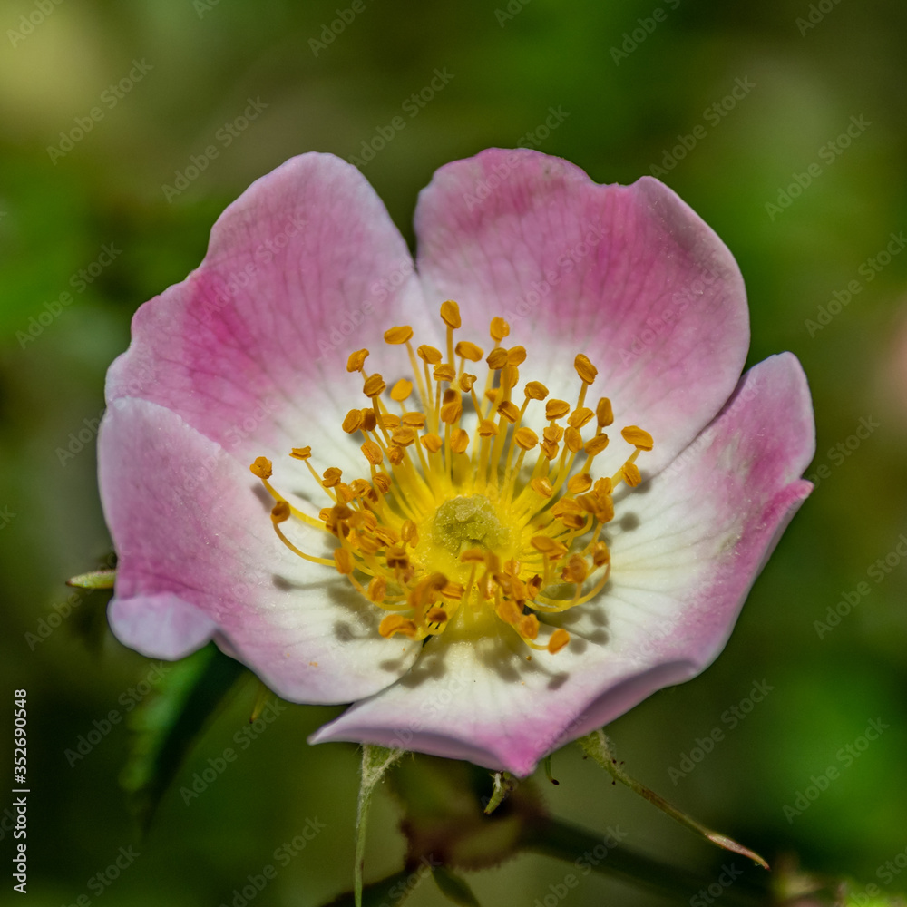 Fleurs en macrophotographie
Flower in macrophotography Fleurs en macrophotographie
Flower in macrophotography