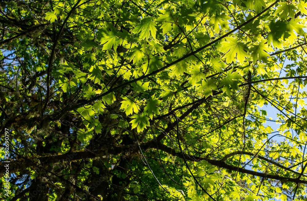 Looking up at new leaves on maple trees in a forest view, blue sky behind, vivid sun lighting up the leaves to a bright green. Looking up at new leaves on maple trees in a forest view, blue sky behind, vivid sun lighting up the leaves to a bright green.