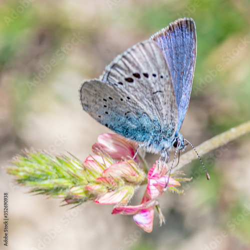 Butterfly on flower Papillon sur une fleur