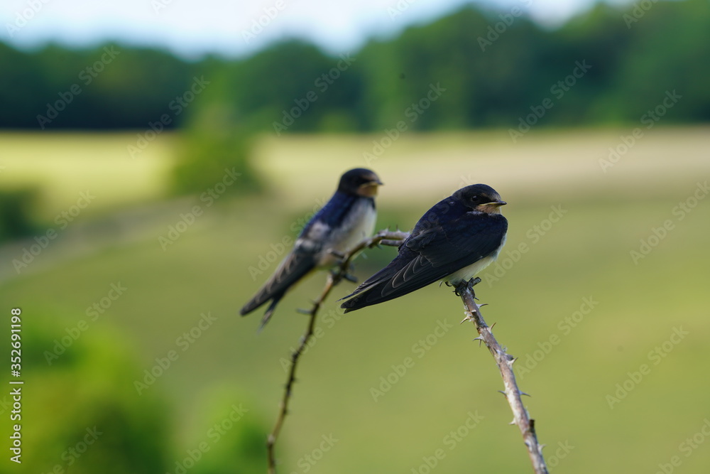 Obraz premium Paysage Campagne 619