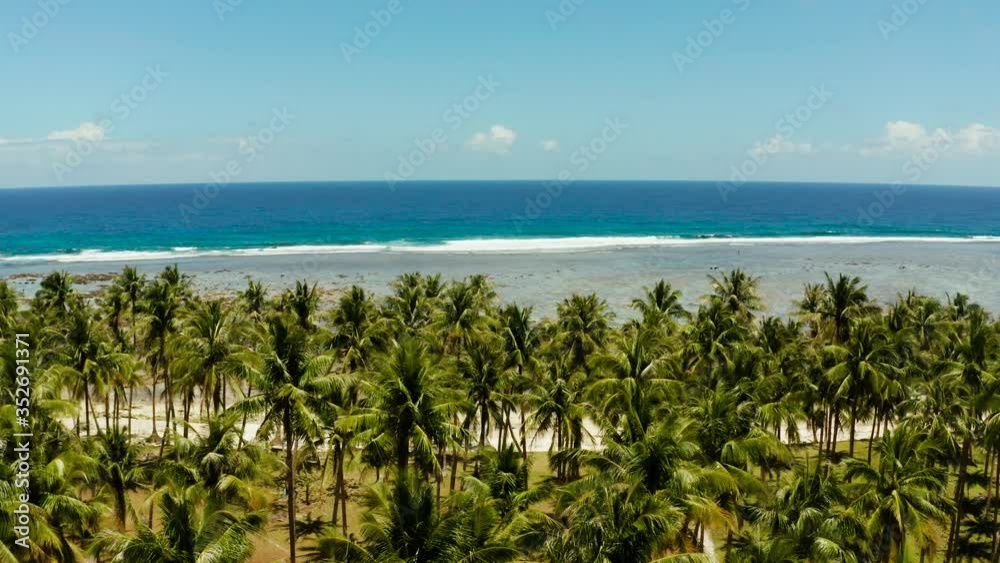 Coconut palm trees on the ocean coast on the island of Siargao. Coconut palm trees on the ocean coast on the island of Siargao.