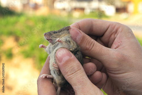 man holds a caught field mouse in his hands. little scared rodent in the hands