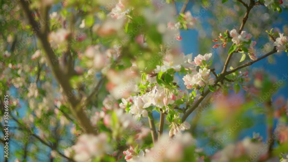 Beautiful Spring Apple tree flowers blossom, close up. Spring flowering apple tree on a background of blue sky at sunset. Spring orchard branches sway in the wind Beautiful Spring Apple tree flowers blossom, close up. Spring flowering apple tree on a background of blue sky at sunset. Spring orchard branches sway in the wind