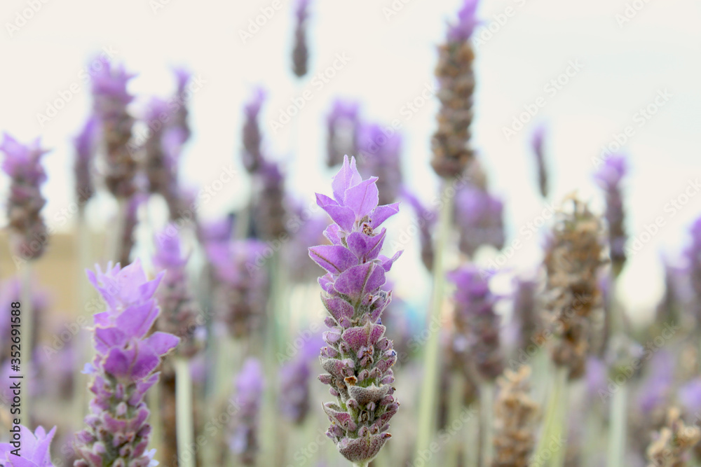Fototapeta premium Lavender flowers