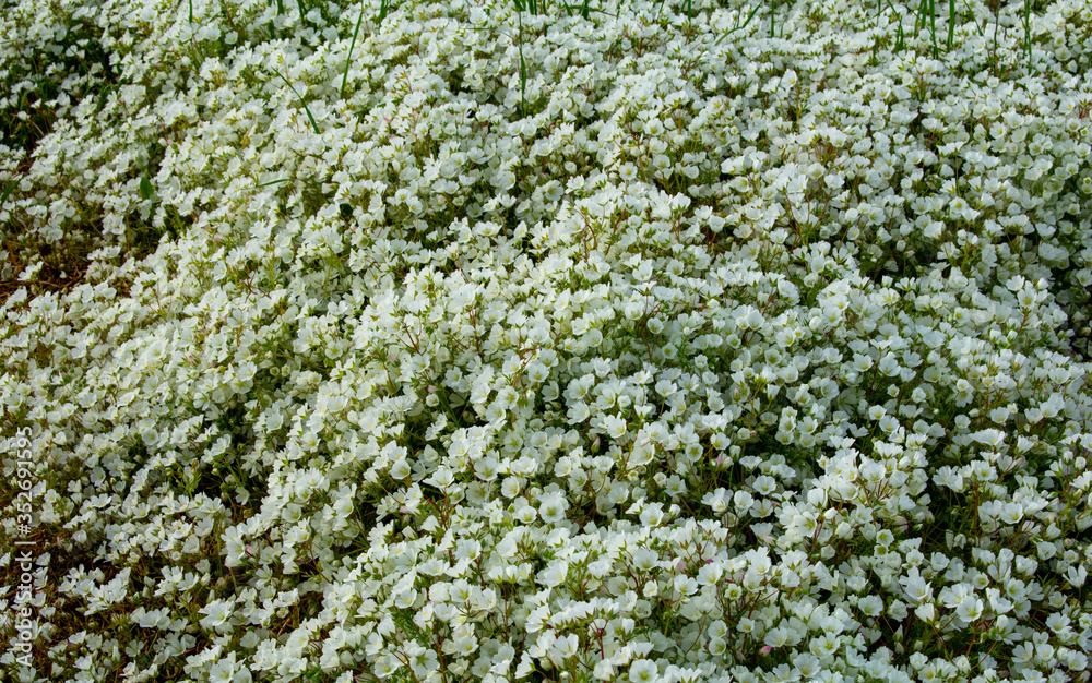 A close up of a mass of tiny white flowers in a meadowfoam field in spring in Oregon A close up of a mass of tiny white flowers in a meadowfoam field in spring in Oregon