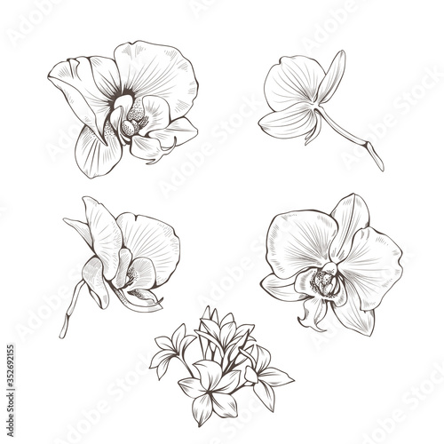 Hand drawn set with orchid flowers. Vector botanical illustration.