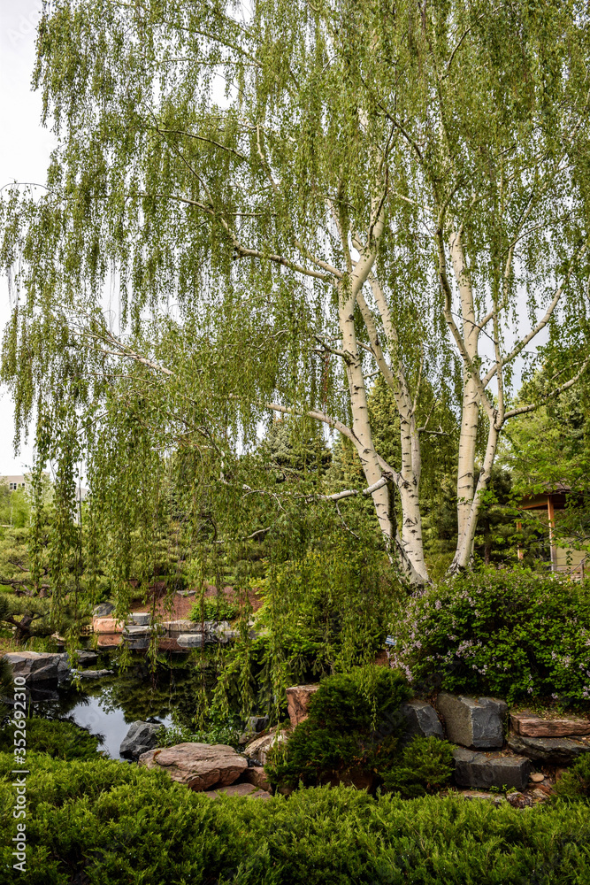 birch trees in the pond birch trees in the pond